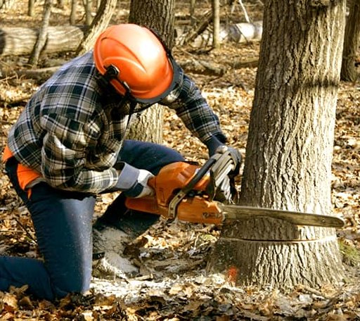 Tree Removal in Otto, NC